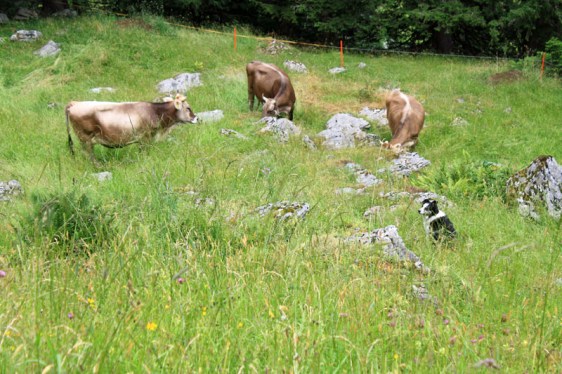 ebenalp, appenzell, alpstein, aavtravel, switzerland