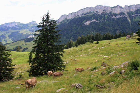 alpstein, appenzell, switzerland, cows, alps, alpine, mountains, aavtravel