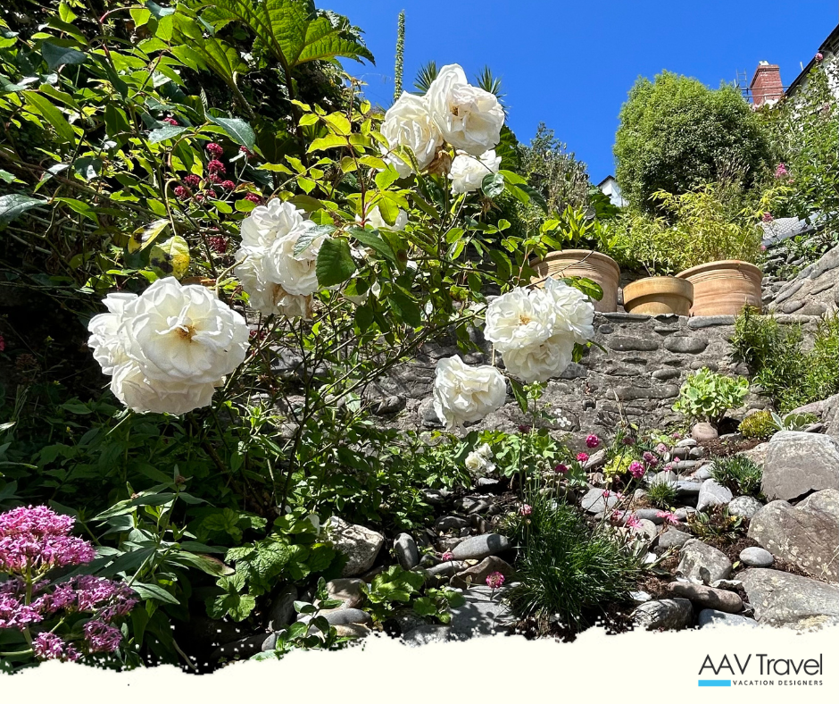 Roses and colorful blooms cascading through a steep terraced garden in Cornwall