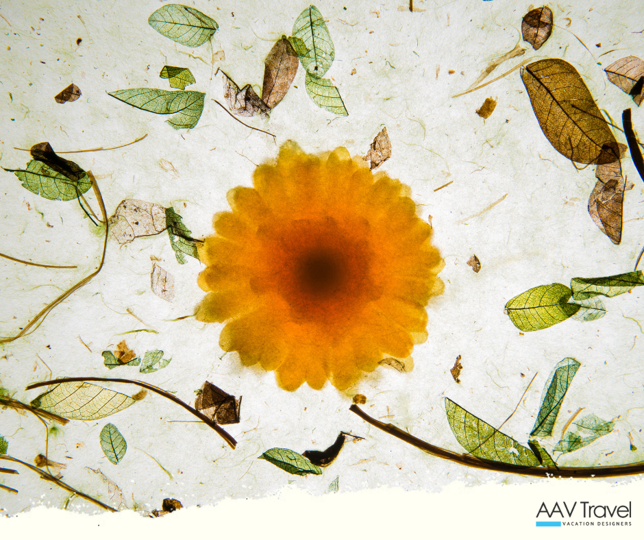 Korean artisan demonstrating traditional hanji paper-making techniques using mulberry bark fibers—an endangered heritage craft preserved through workshops and cultural tourism in Korea.
